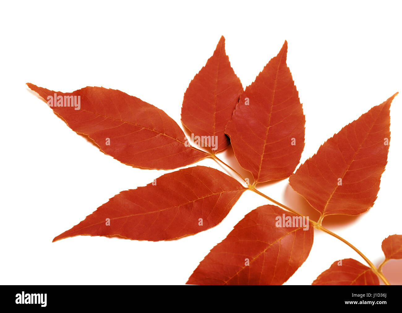 Red autumnal leaf isolated on white background Stock Photo - Alamy
