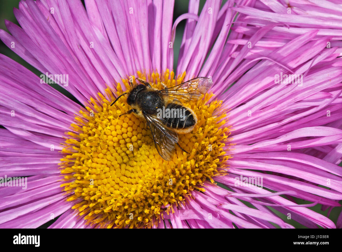 Leafcutter Bee (Megachile species) feeding on Erigeron (daisy family