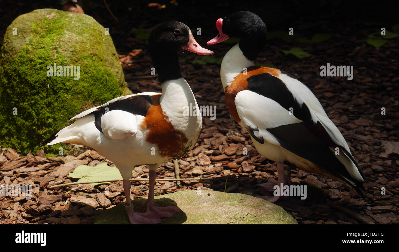 Pochard Duck Pair/ Aythya ferina/ Love Birds Stock Photo