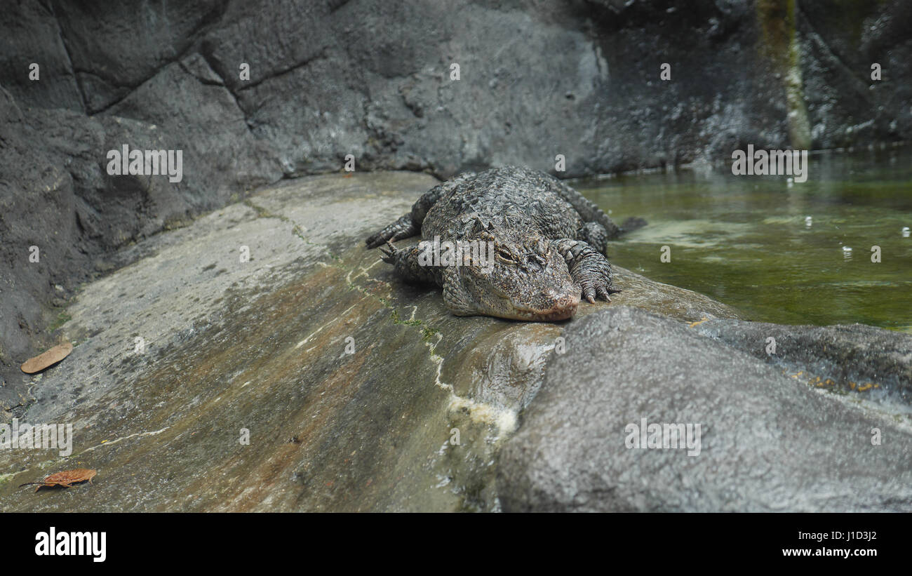 Chinese Alligator/ Alligator sinensis/ Yangtze alligator/ Alligator Stock Photo