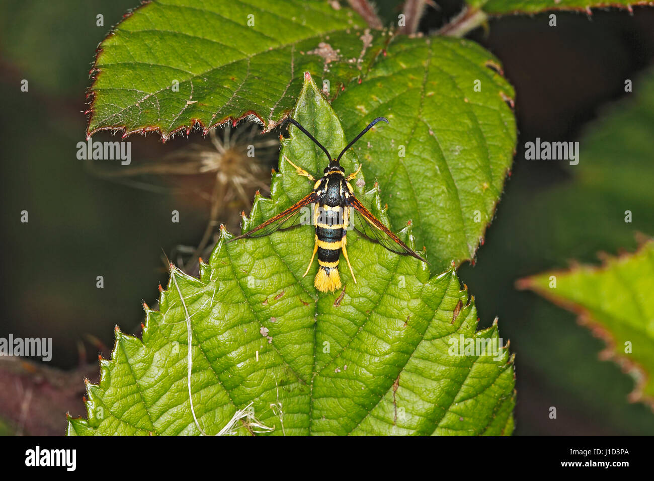 Yellow-legged Clearwing moth (Synanthedon vespiformis) female resting on leaf in hedge at edge of field Cheshire UK August 3471 Stock Photo