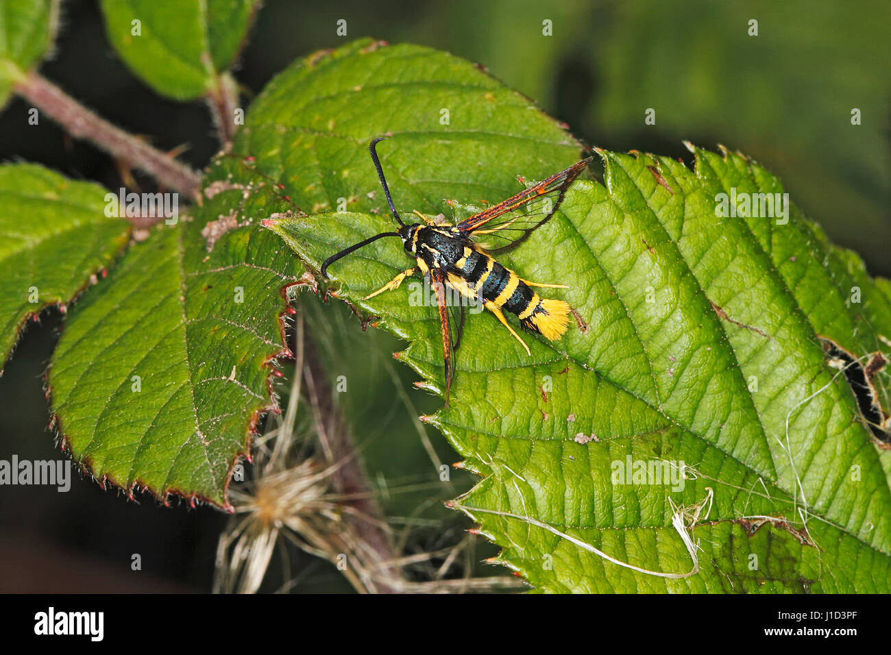 Yellow-legged Clearwing moth (Synanthedon vespiformis) female resting on leaf in hedge at edge of field Cheshire UK August 3498 Stock Photo