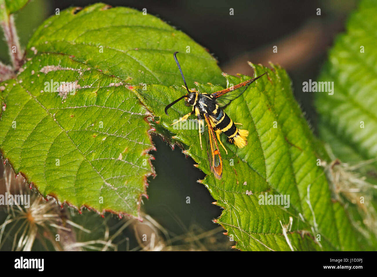 Yellow-legged Clearwing moth (Synanthedon vespiformis) female resting on leaf in hedge at edge of field Cheshire UK August 3502 Stock Photo
