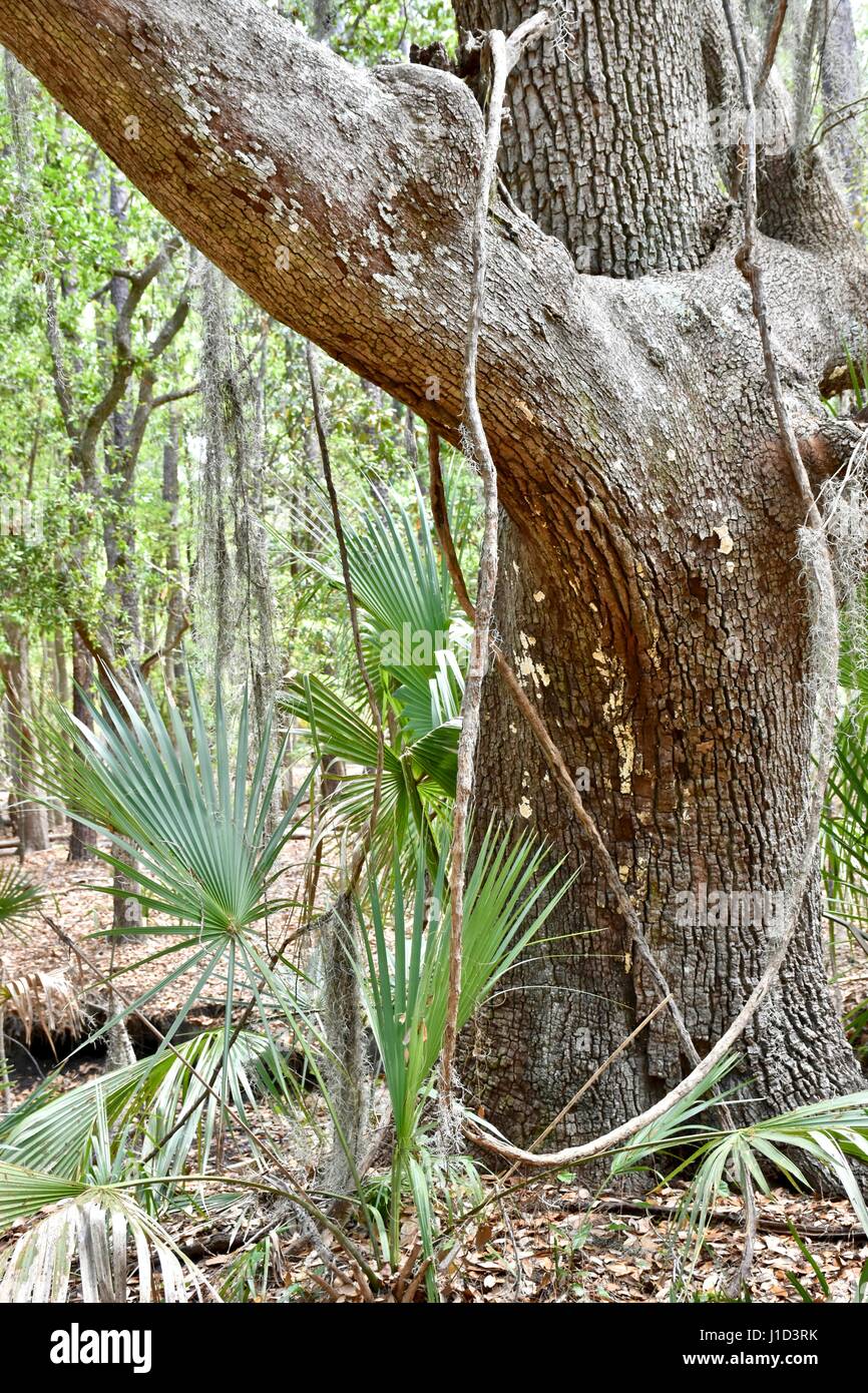 Beautiful landscape with large Spanish moss covered oak trees on the