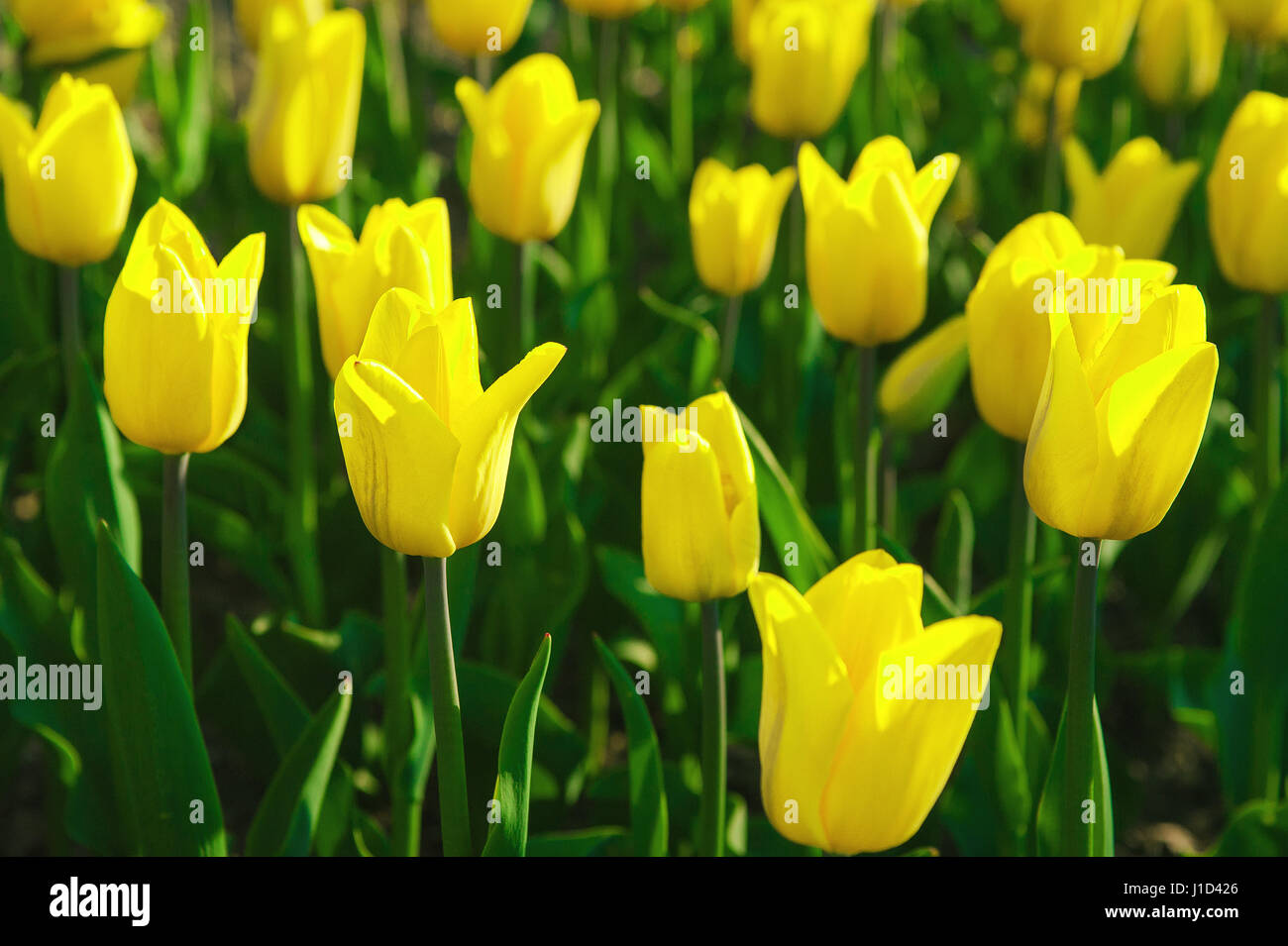 yellow tulips in a spring garden Stock Photo - Alamy