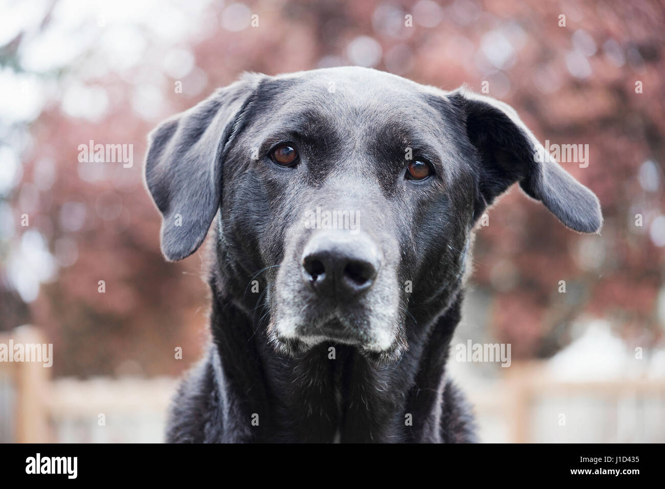 Portrait of large female dog Stock Photo
