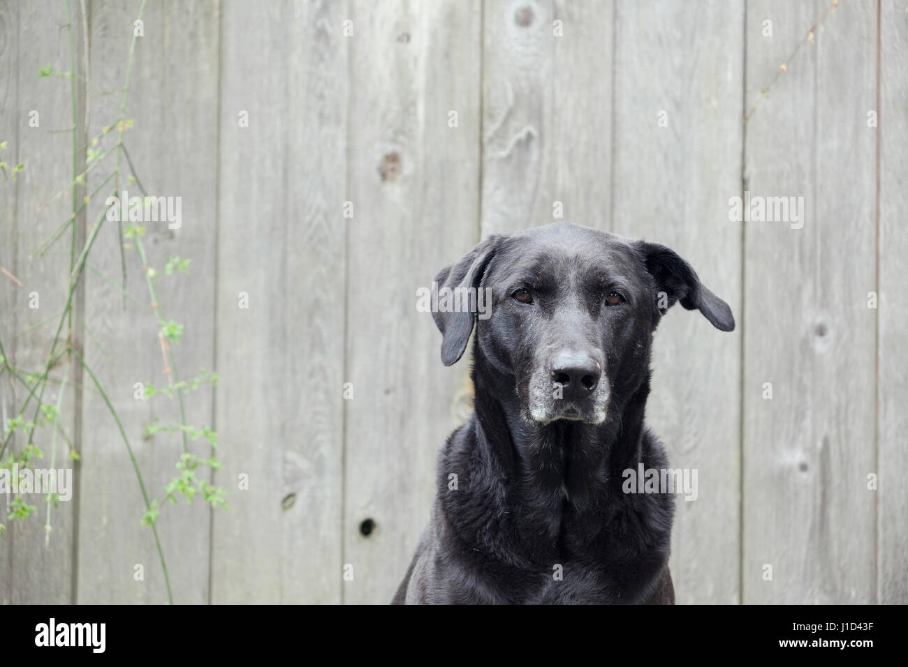 Portrait of large female dog Stock Photo