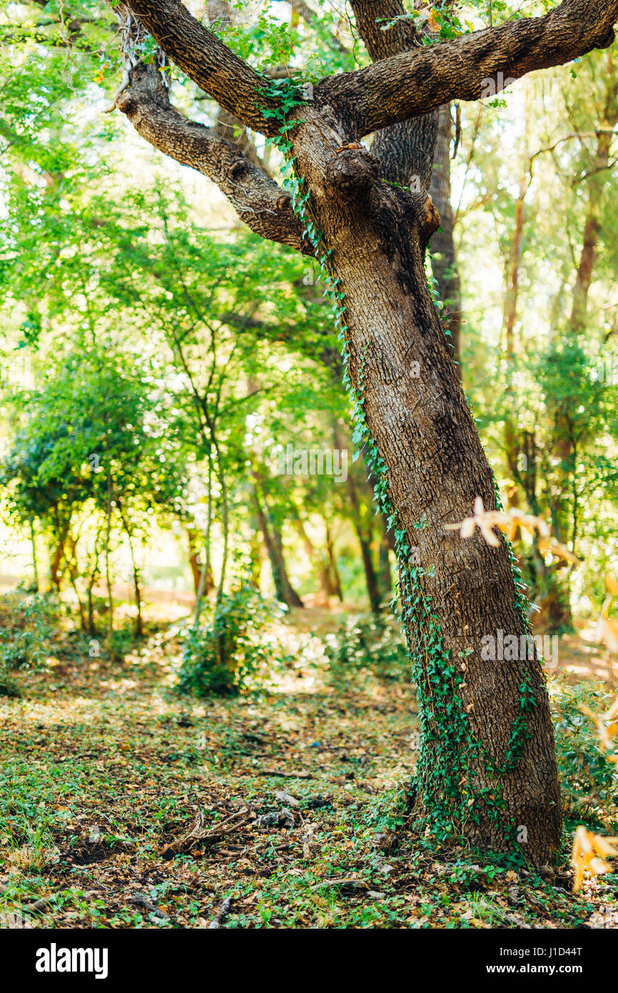 Overgrown by green leaf trees hi-res stock photography and images - Alamy
