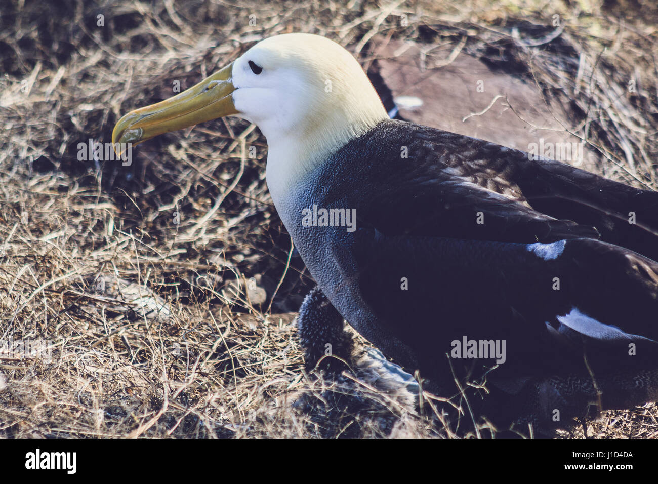 Galapagos Albatross Stock Photo