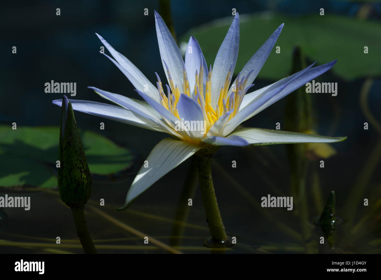 Water lily nymphaea caerulea hi-res stock photography and images - Alamy