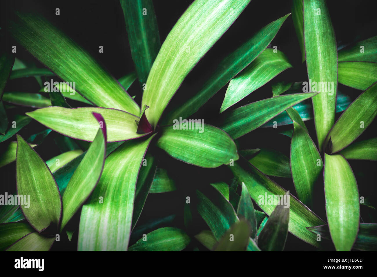 Nature Green Leaves texture background Stock Photo - Alamy