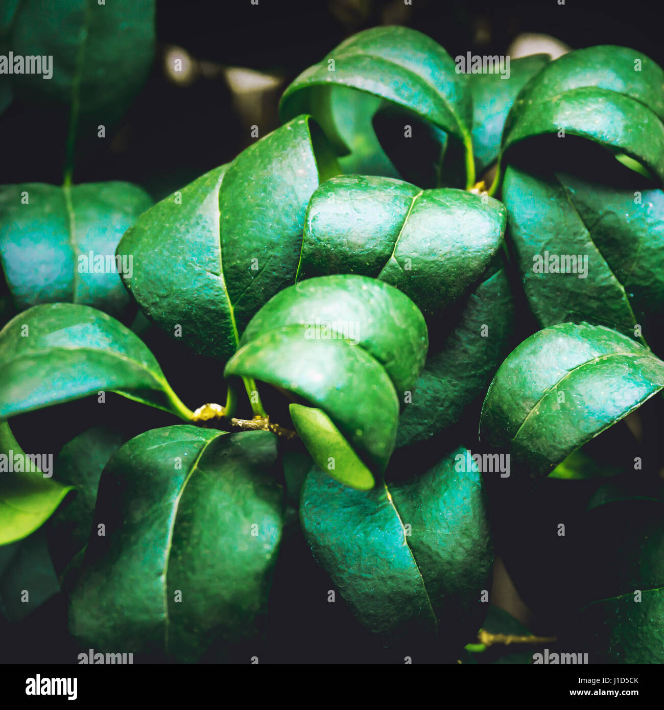Nature Green Leaves texture background Stock Photo - Alamy