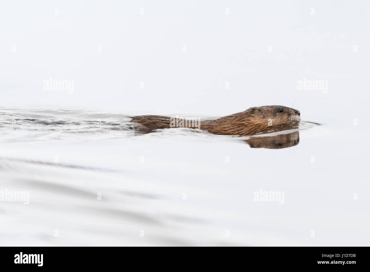 Muskrat / Bisamratte ( Ondatra zibethicus ) in winter, swimming through a body of water, Grand Teton National Park, Wyoming, USA. Stock Photo