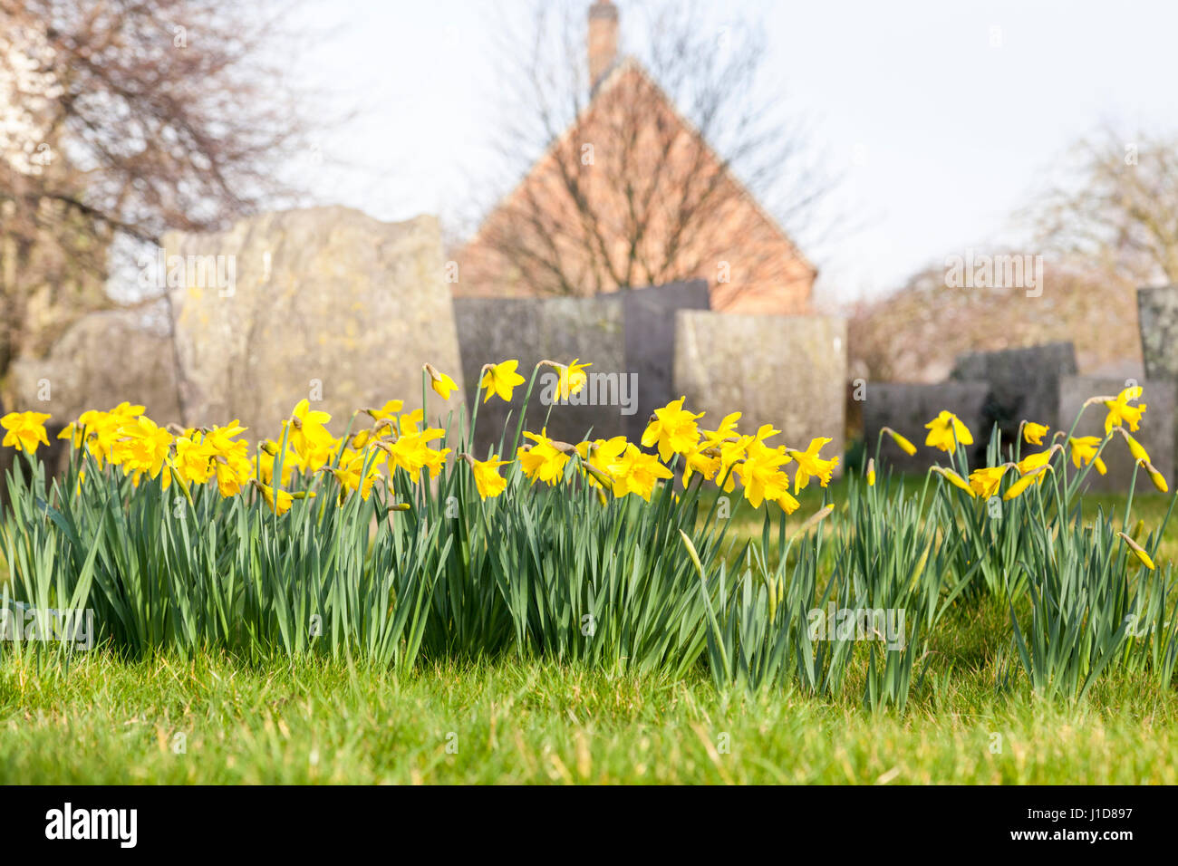 Daffodils in a graveyard, Nottinghamshire, England, UK Stock Photo