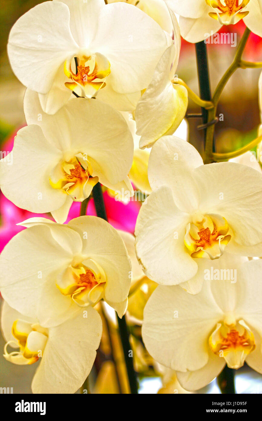 Pretty orchid bloom hires stock photography and images Alamy