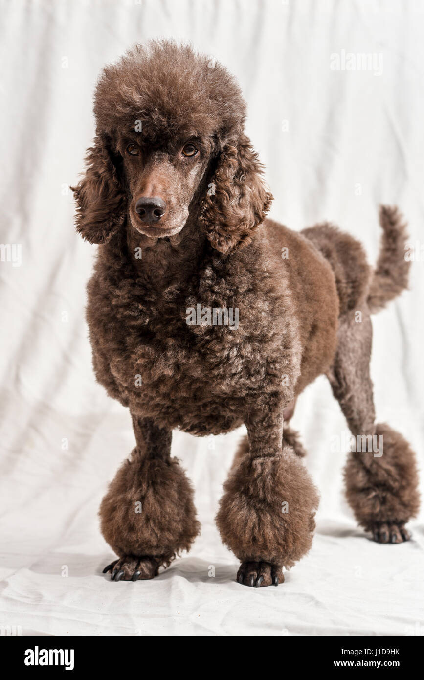 Poodle Cut Hi-Res Stock Photography And Images - Alamy