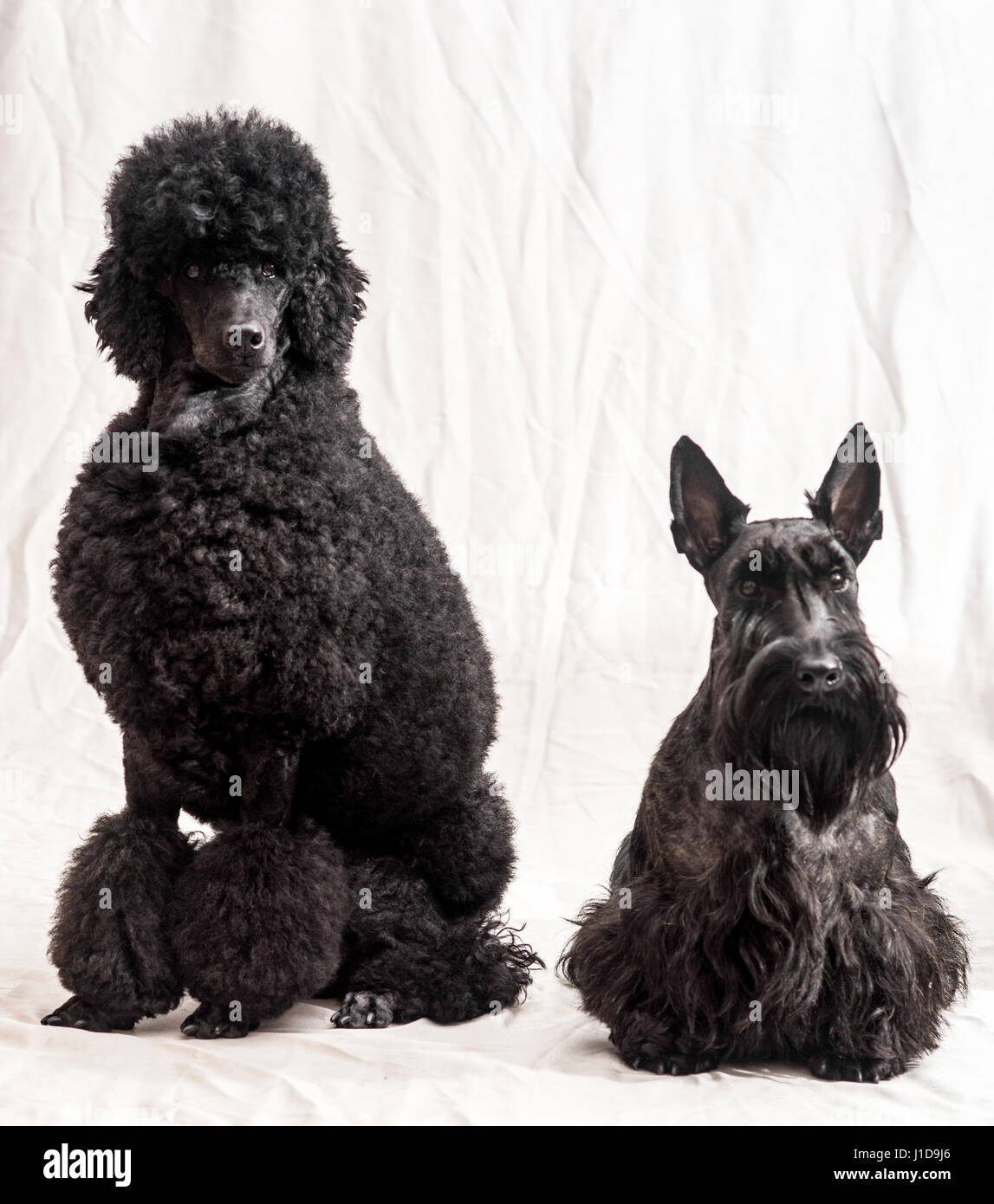 Studio shot of a Black Medium or Moyen poodle with a Scottish Terrier pedigree dogs Stock Photo