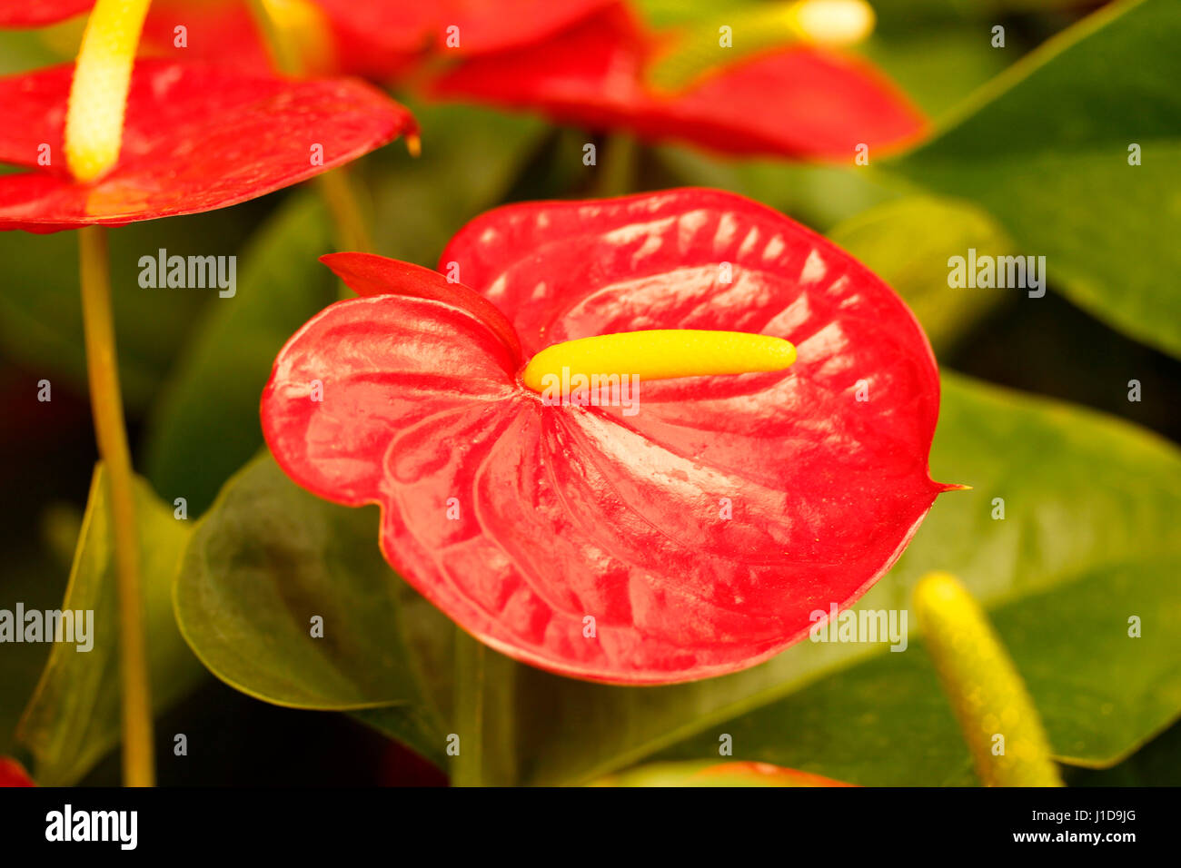 Anthurium flower. Stock Photo