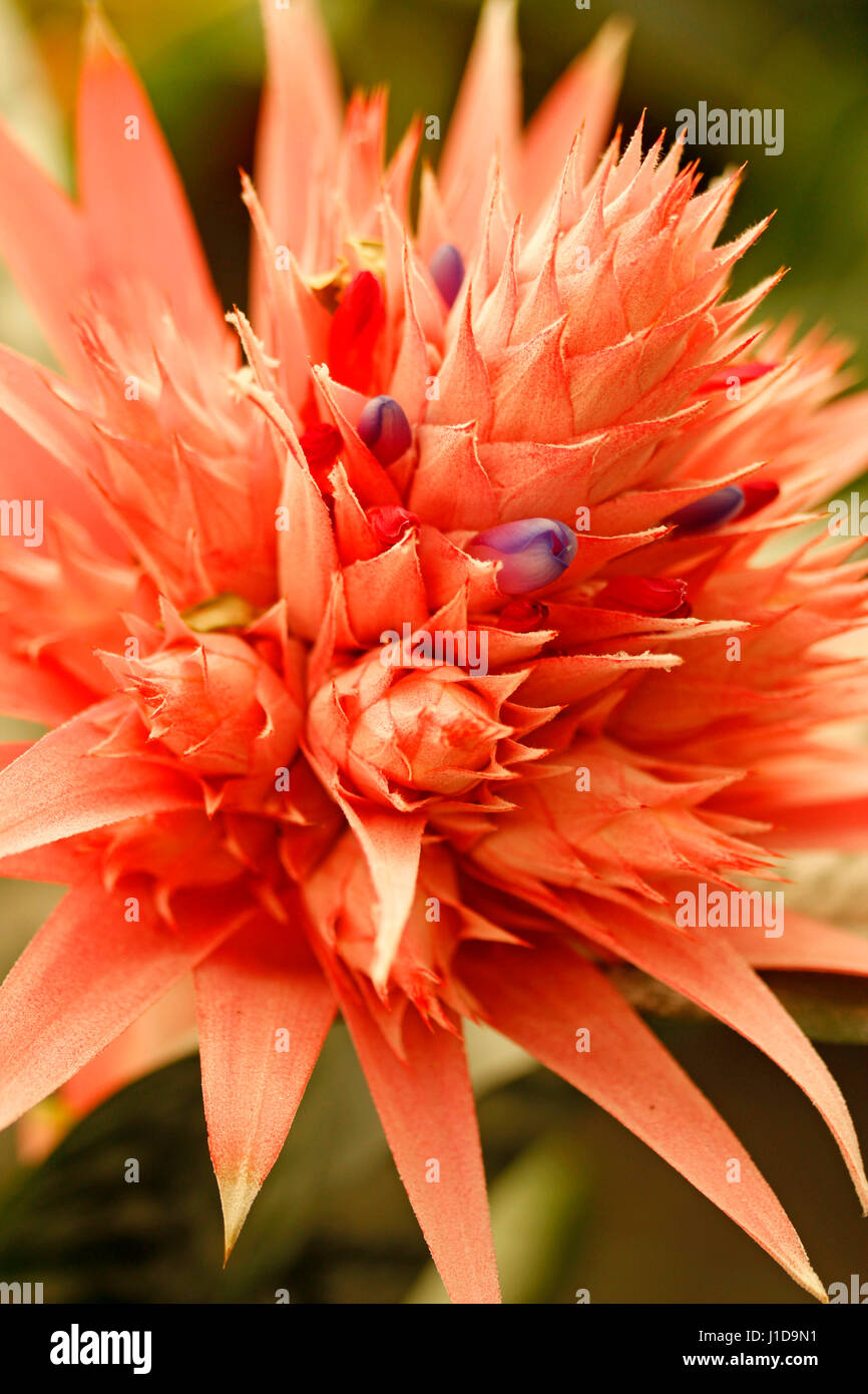 Bromelia. Aechmea fasciata Stock Photo - Alamy