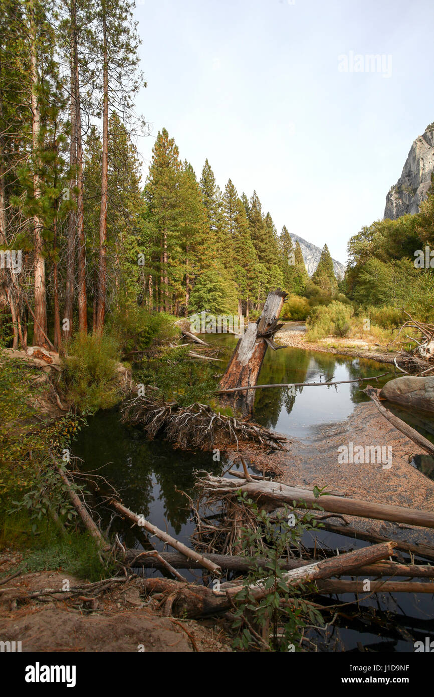 Giant Sequoia (Redwood) trees at Sequoia and Kings National Park, California, USA Stock Photo