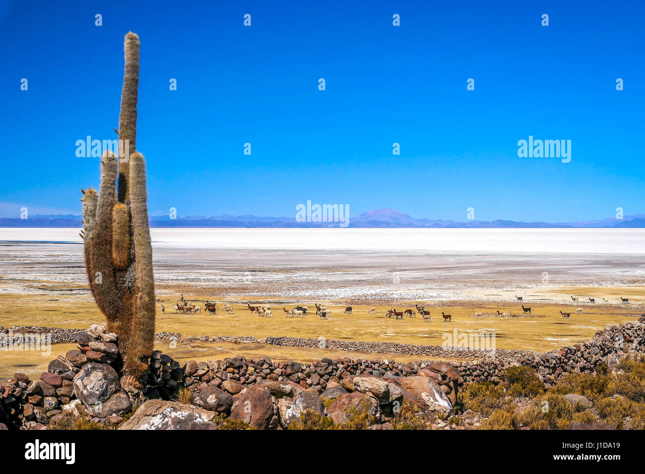 Single cactus growing on a pampa near Salar de Uyuni with a herd of sheeps grazing in the distance, Bolivia Stock Photo