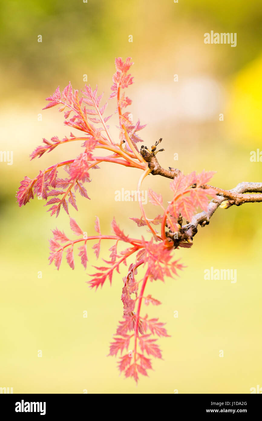 Pink spring foliage and stems of the selected form of the Golden rain tree, Koelreuteria paniculata 'Coral Sun' Stock Photo