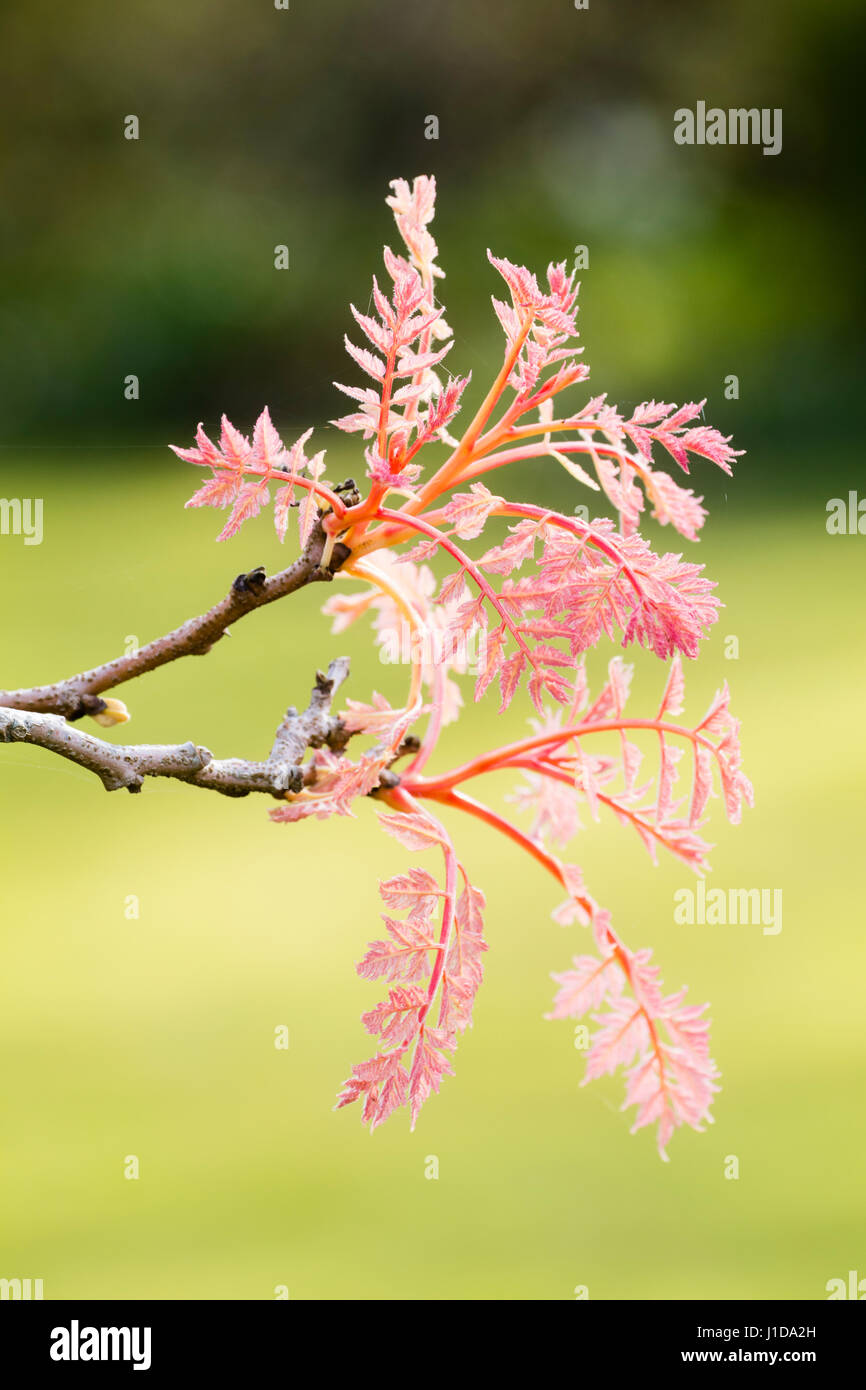 Pink spring foliage and stems of the selected form of the Golden rain