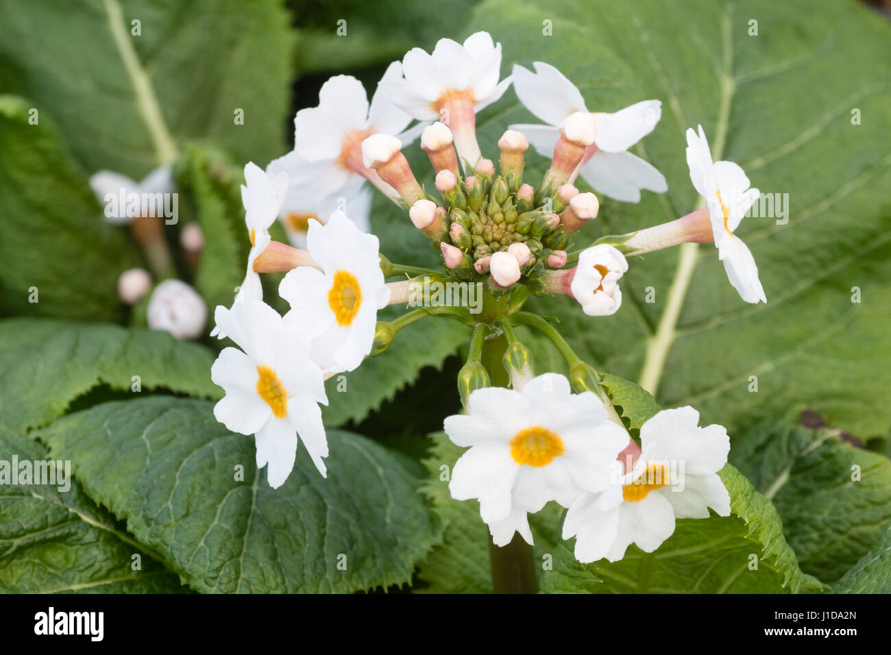 Early flower of the candelabra primula, Primula japonica, 'Postford White', showing a single