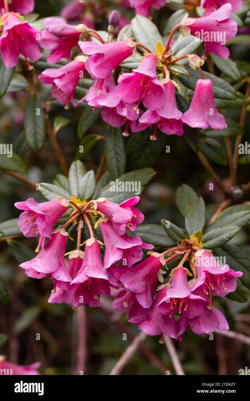 Plum pink flowers of the hardy, evergreen, mid spring flowering shrub, Rhododendron glaucophyllum Stock Photo