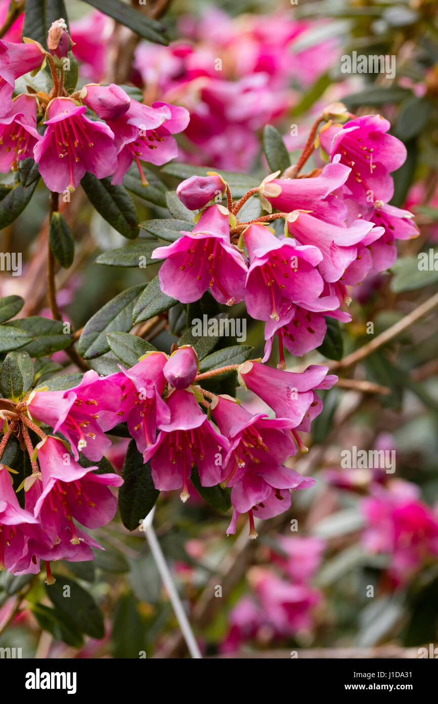 Plum pink flowers of the hardy, evergreen, mid spring flowering shrub, Rhododendron glaucophyllum Stock Photo