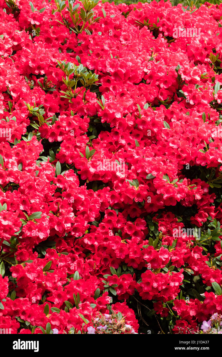 Bright red spring flowers of the hardy Rhododendron 'Elizabeth' smother the evergreen shrub Stock Photo