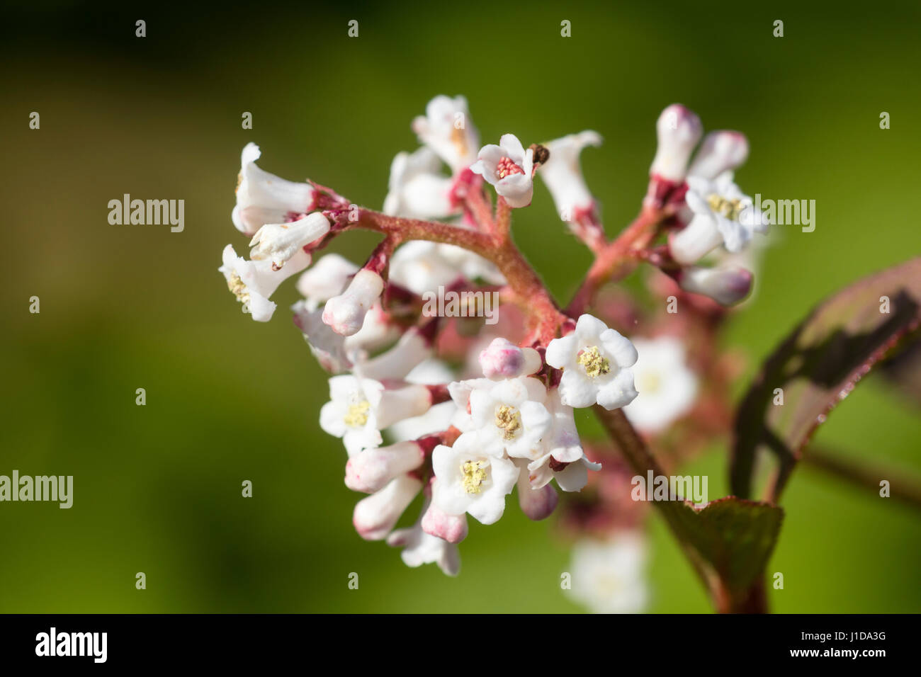 White spring flowers of the rare Chinese deciduous shrub, Viburnum chingii Stock Photo