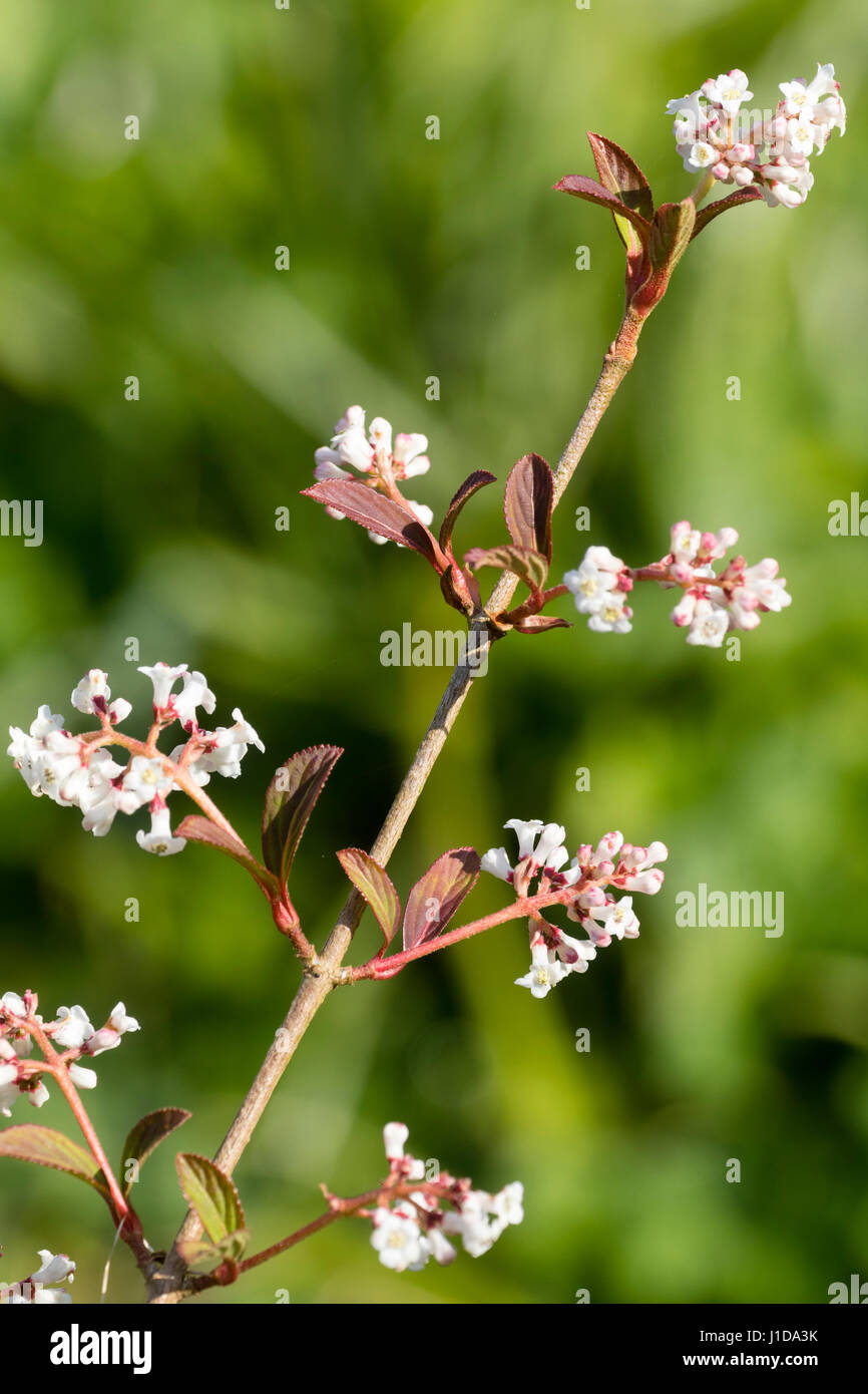 White spring flowers of the rare Chinese deciduous shrub, Viburnum chingii Stock Photo