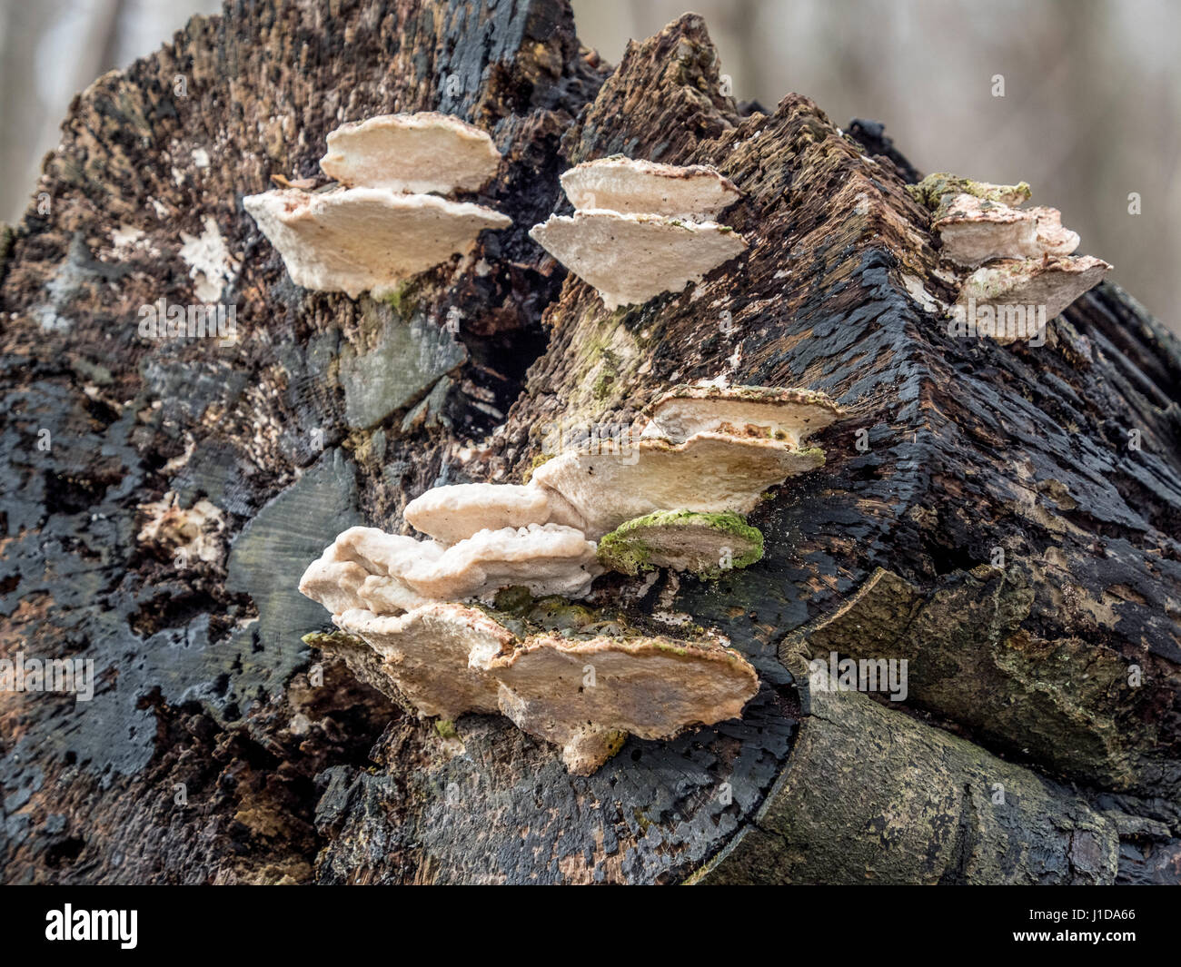 Trametes gibbosa - 'Lumpy Bracket' fungus growing on dead felled tree, UK. Stock Photo