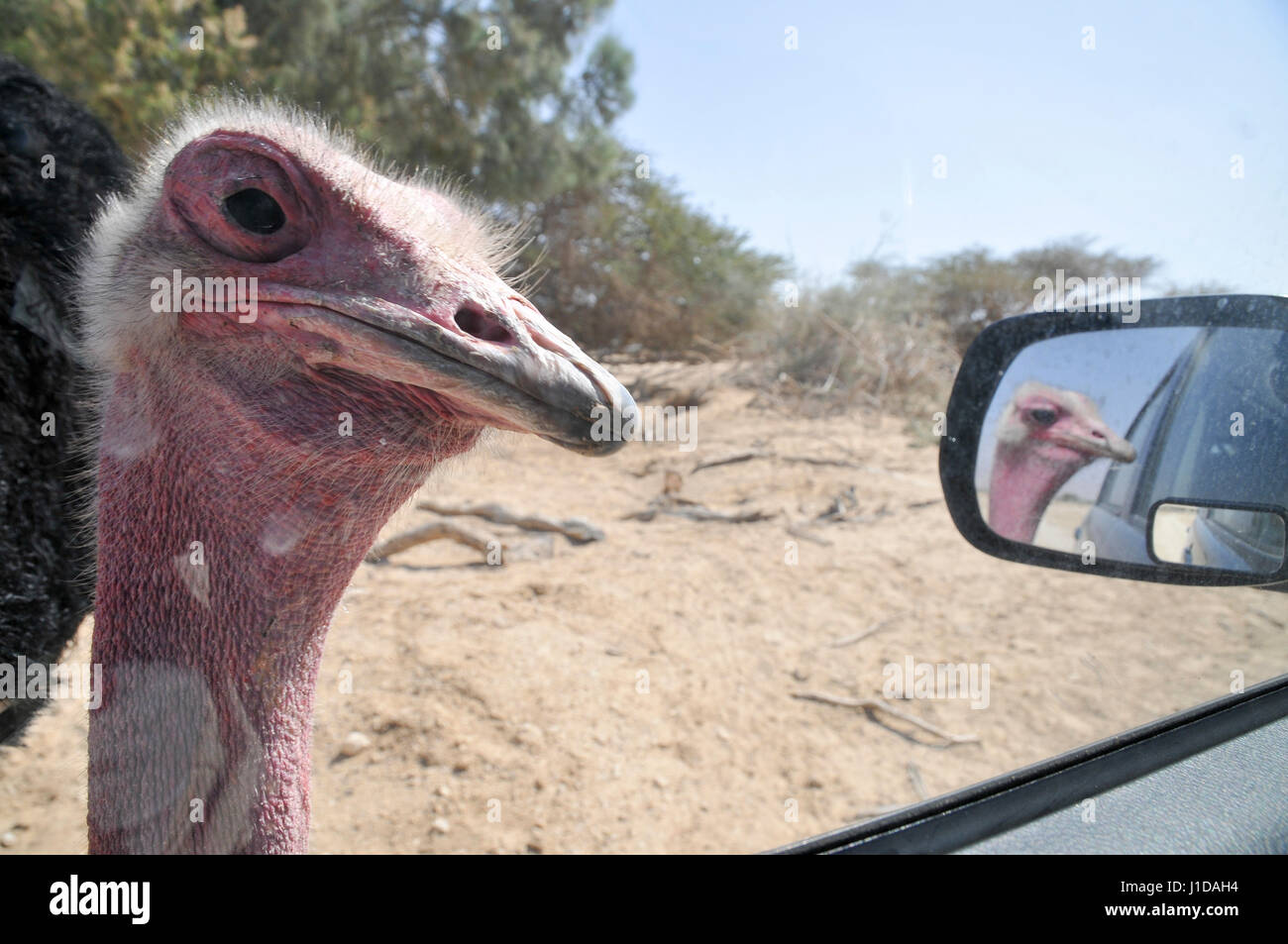 Israel, Aravah, The Yotvata Hai-Bar Nature Reserve breeding and reacclimation centre. Ostrich, Struthio camelus Stock Photo