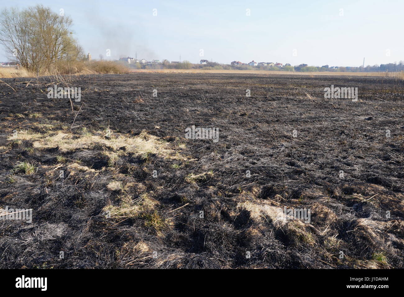 Cleaning the fields of the reeds and dry grass. Natural disaster. Burning dry grass and reeds