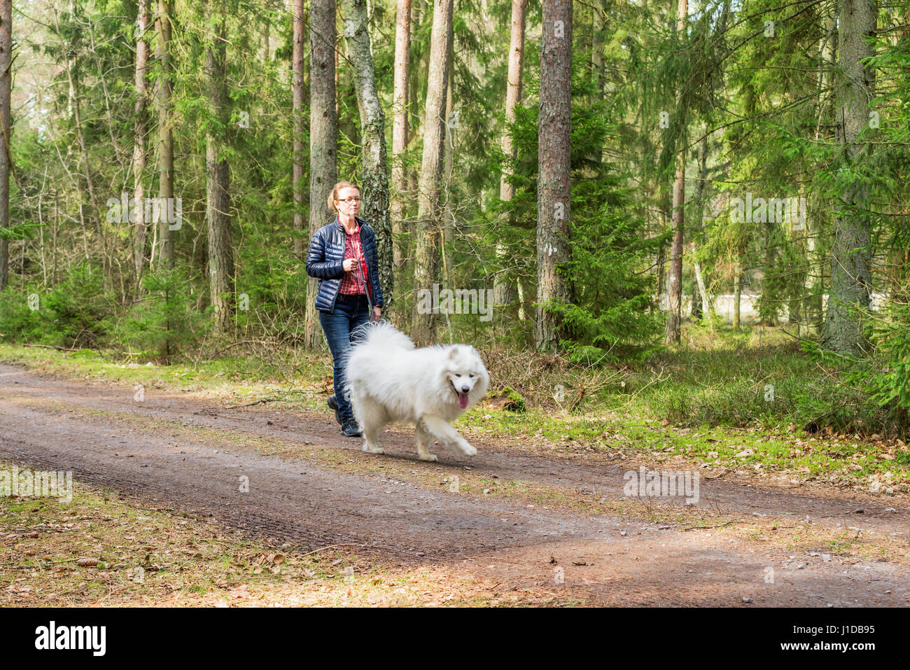 Female handler walking her Samoyed dog on a country road in the forest. Stock Photo