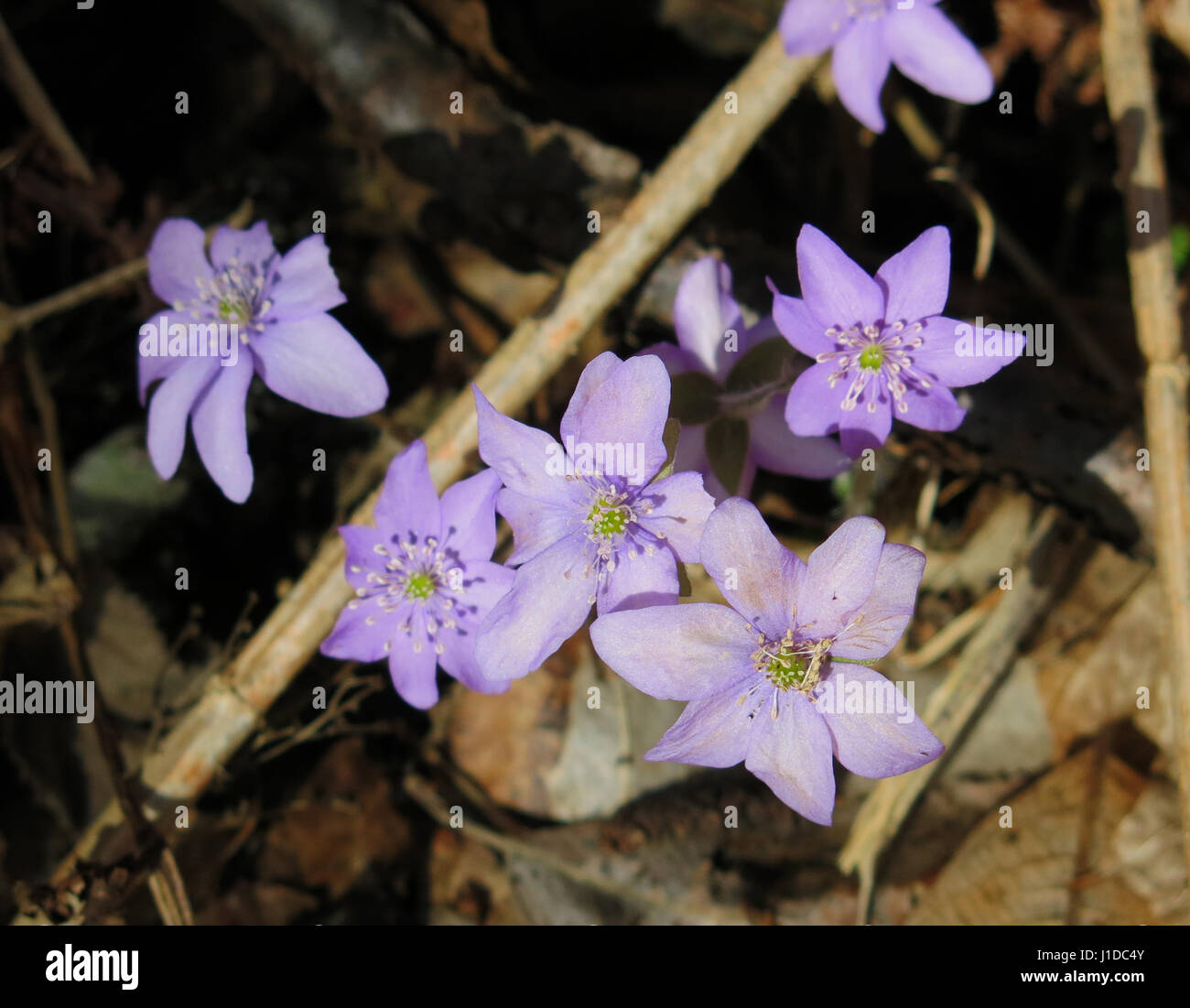 Hepatica hi-res stock photography and images - Alamy
