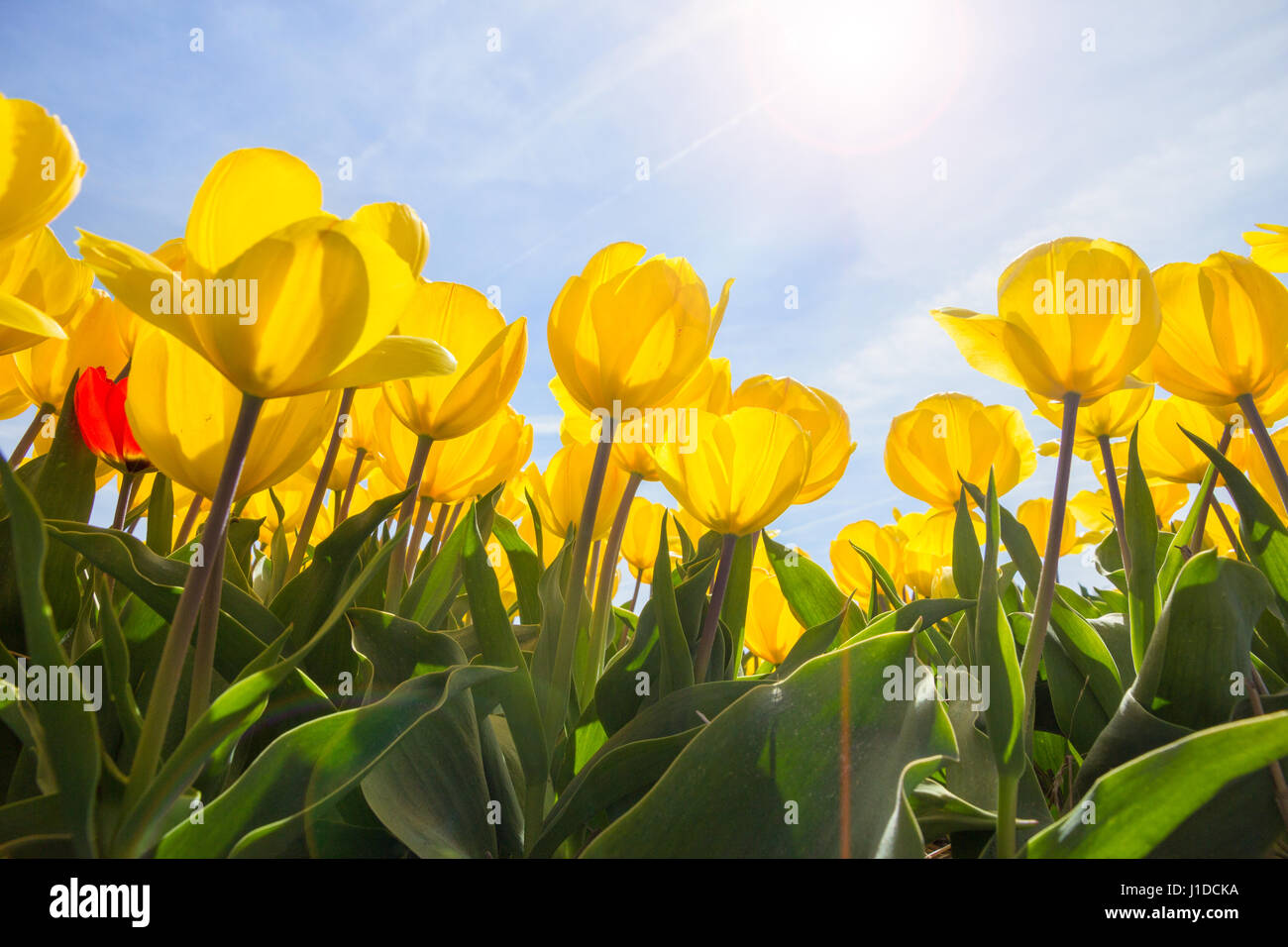 Sun shining on a yellow tulip field. Stock Photo