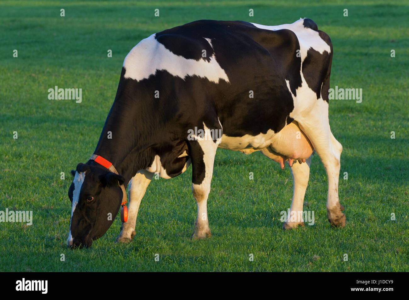 Black and white Holstein Friesian cow grazing Stock Photo