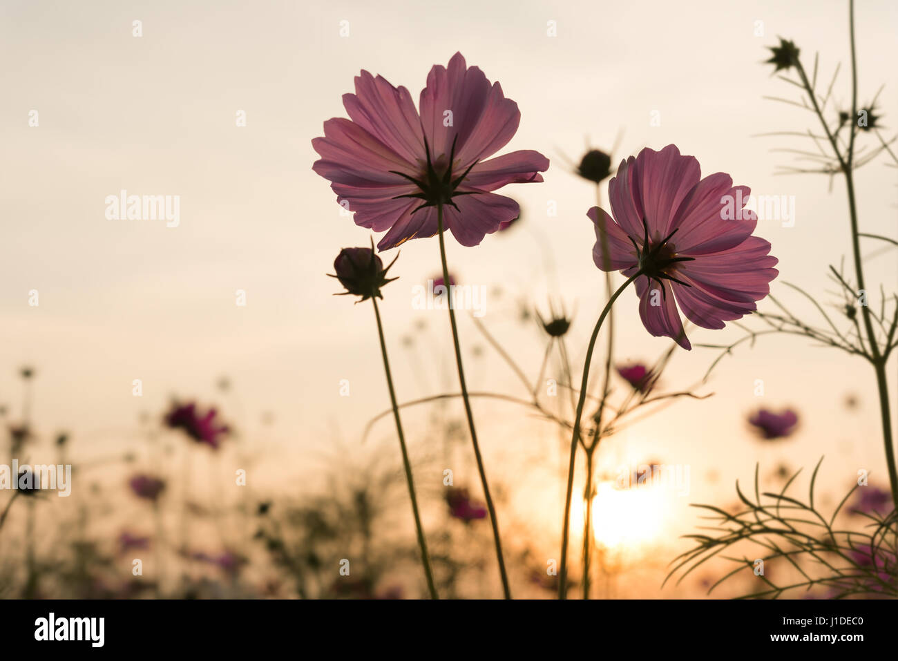 Silhouette Pink Cosmos Flowers In Garden Field Over Sunset Background Stock Photo Alamy