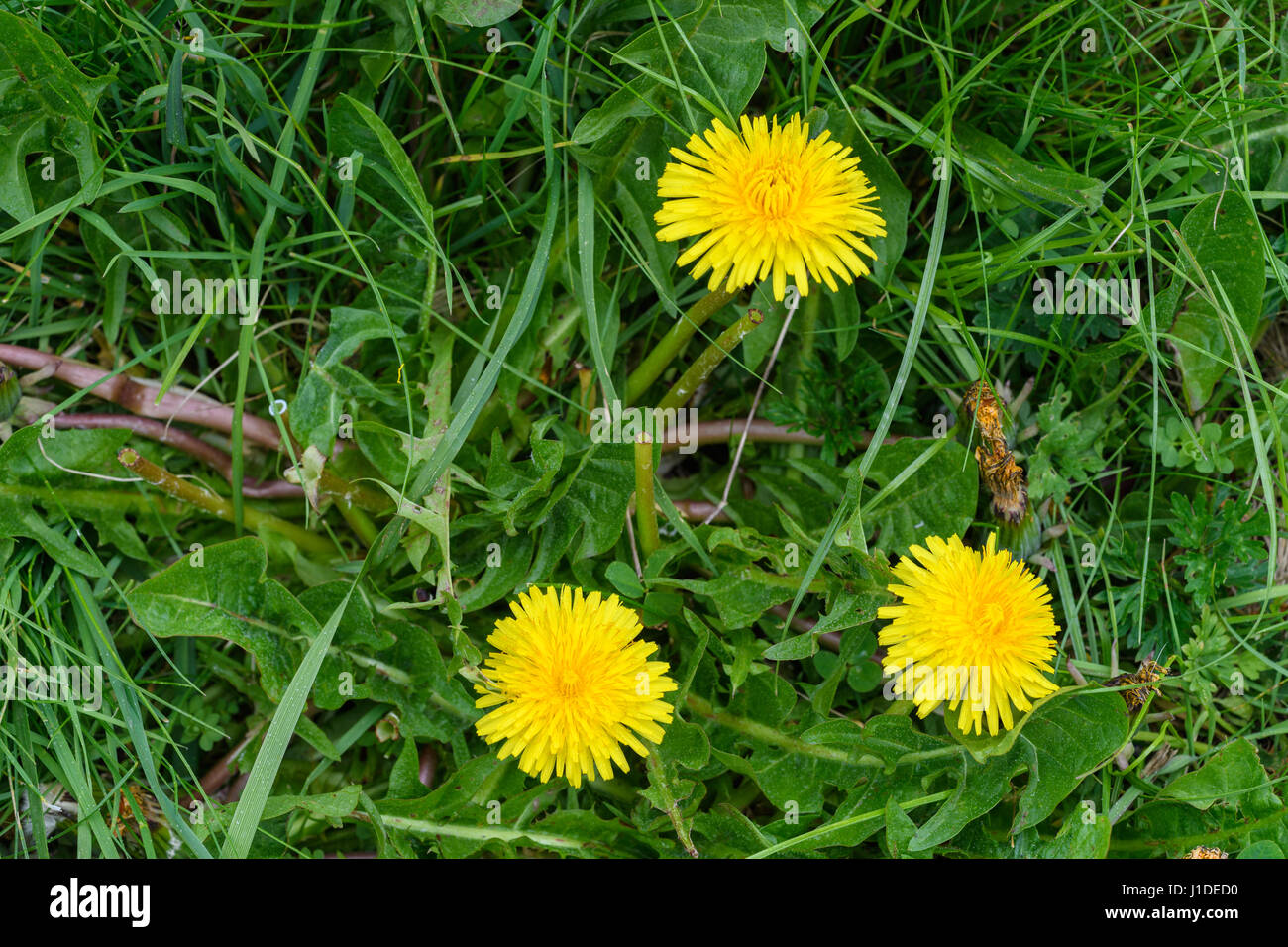 Three dandelion flowers Stock Photo Alamy