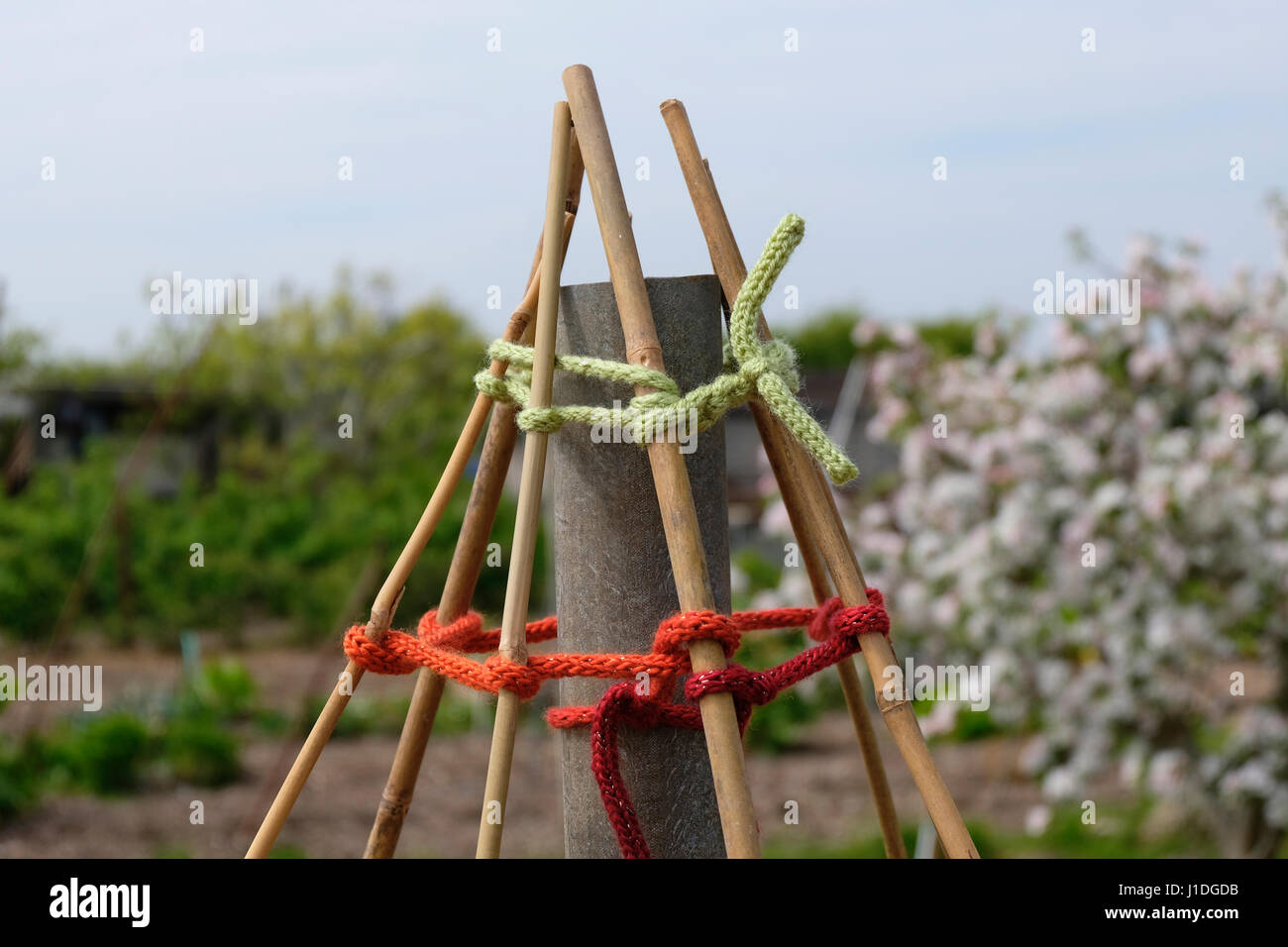 Leftover wool used to make twine to tie up bamboo wigwam in garden Stock Photo