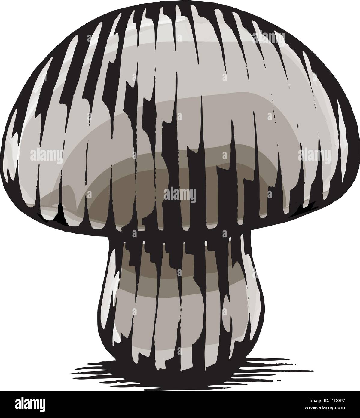 Vector Illustration of a Scratchboard Style Ink and Watercolor Drawing of a Mushroom Stock