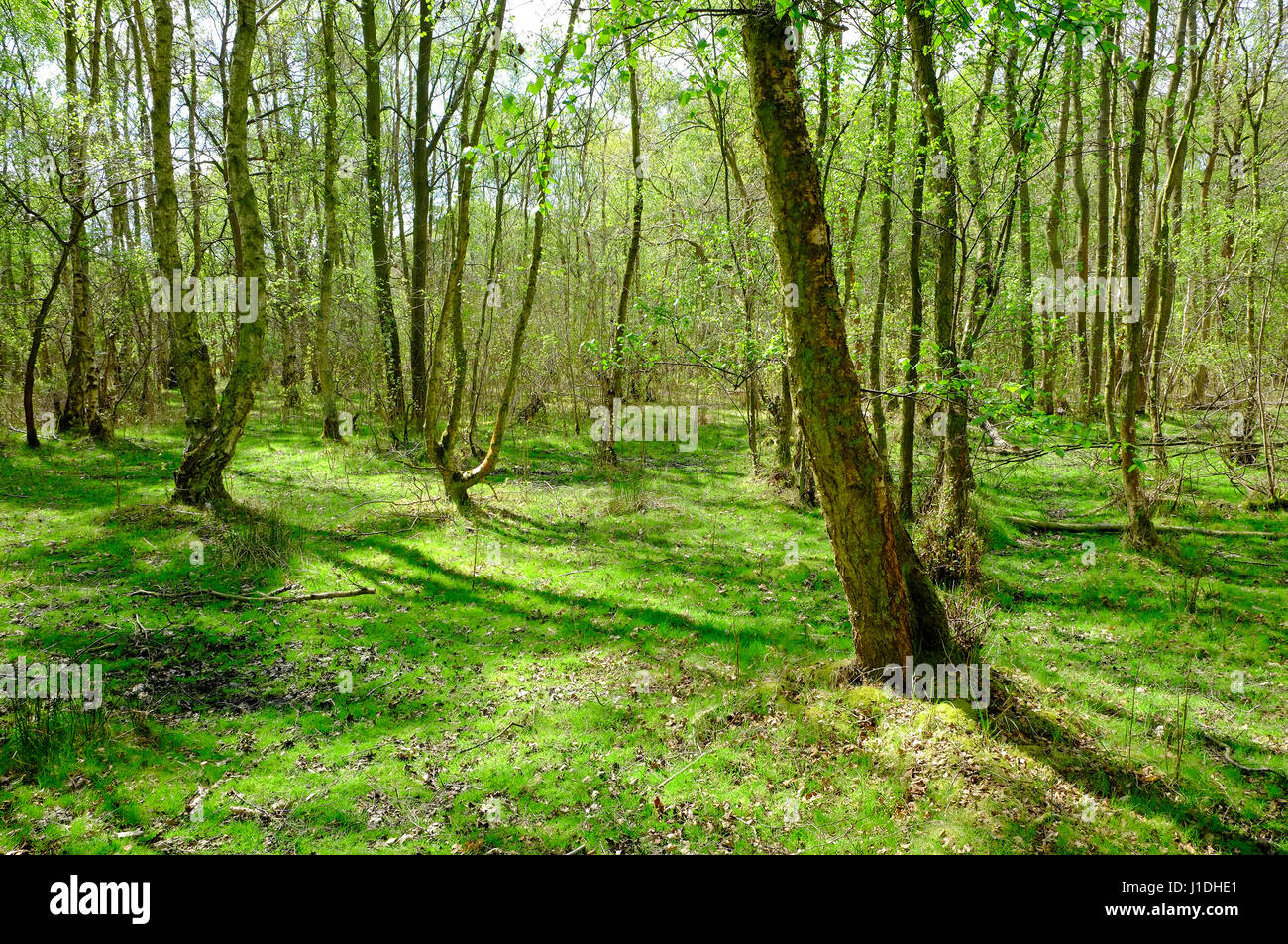 roydon common and grimston warren, west norfolk, england Stock Photo