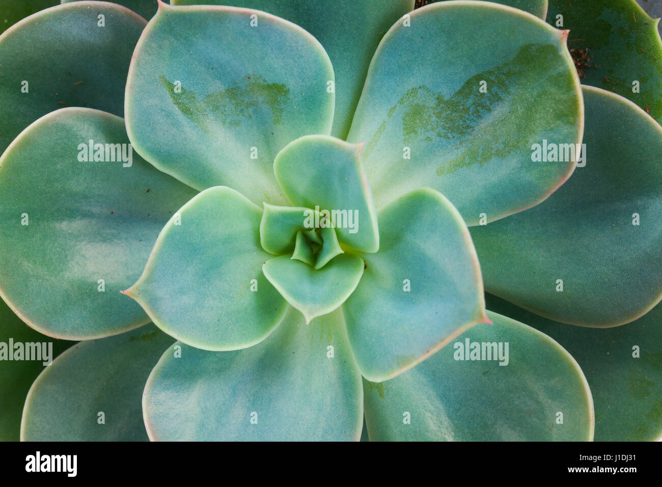 Succulent on white Stock Photo