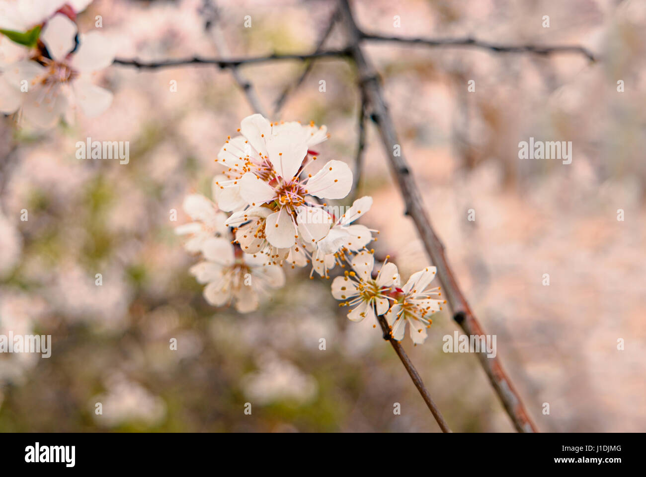Cherry blossom orchard art hi-res stock photography and images - Alamy