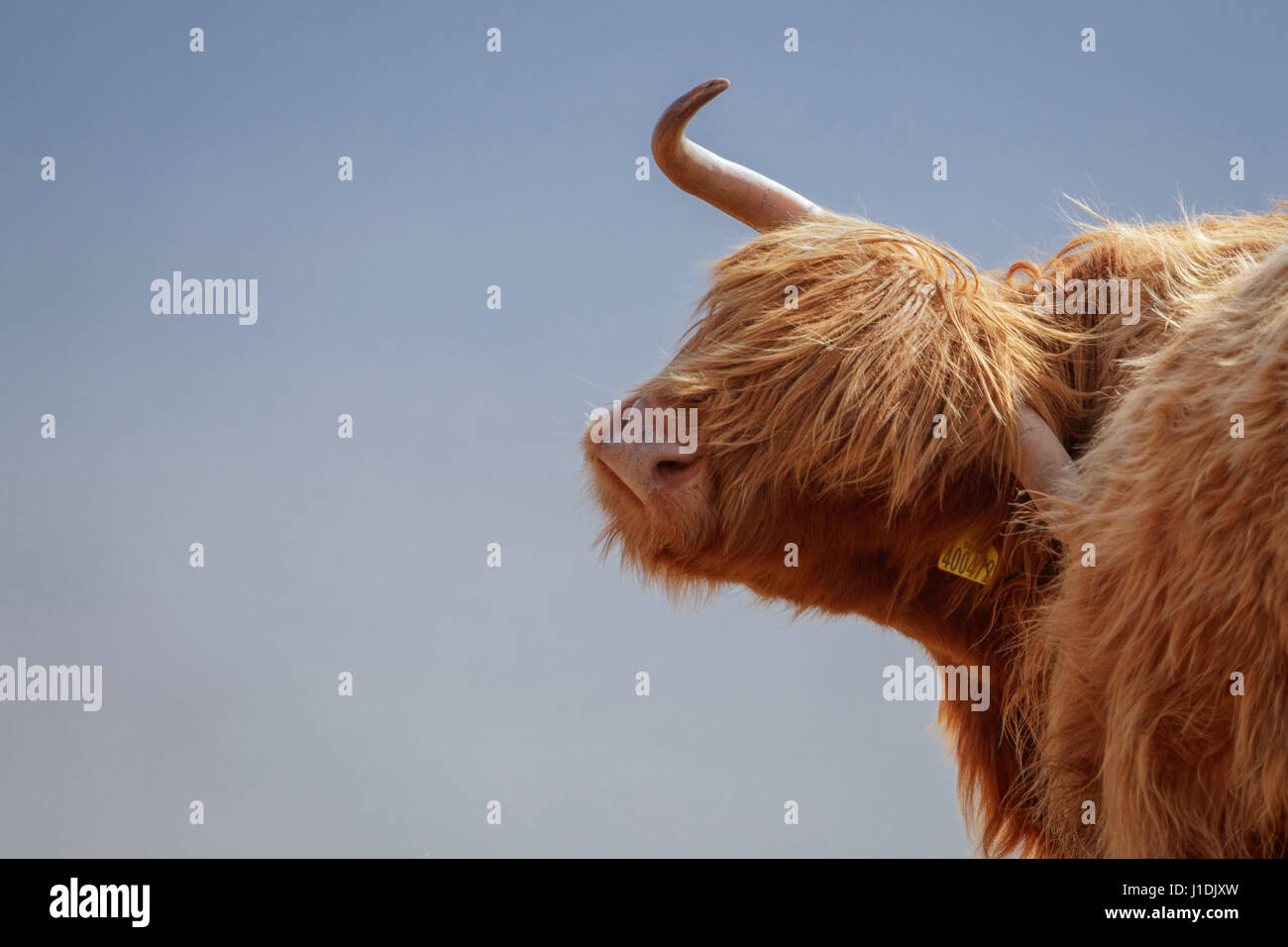 Highland Cow, Highland Cattle, Hairy Moo Coo Stock Photo
