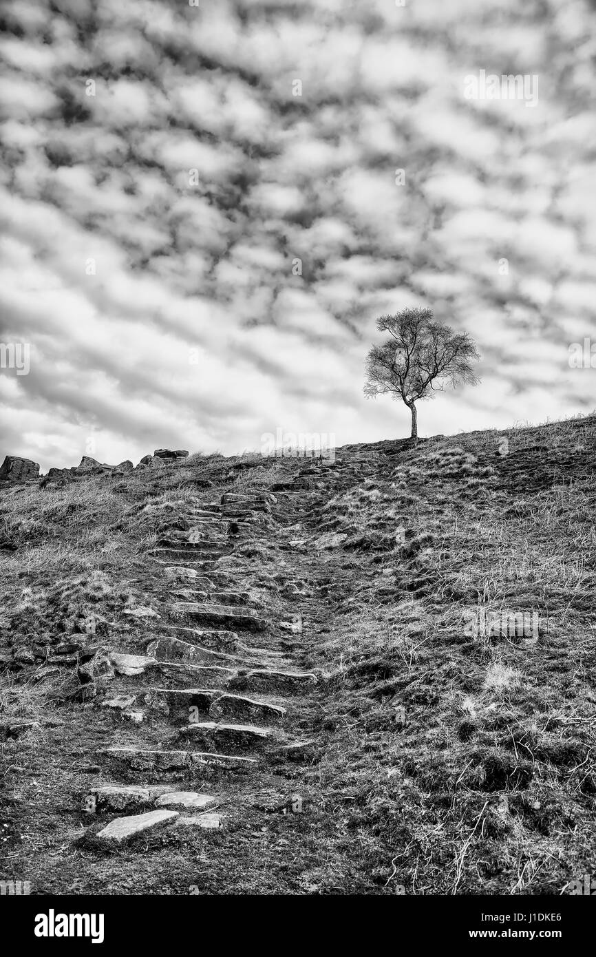 Tree up a hill Black and White Stock Photos & Images - Alamy