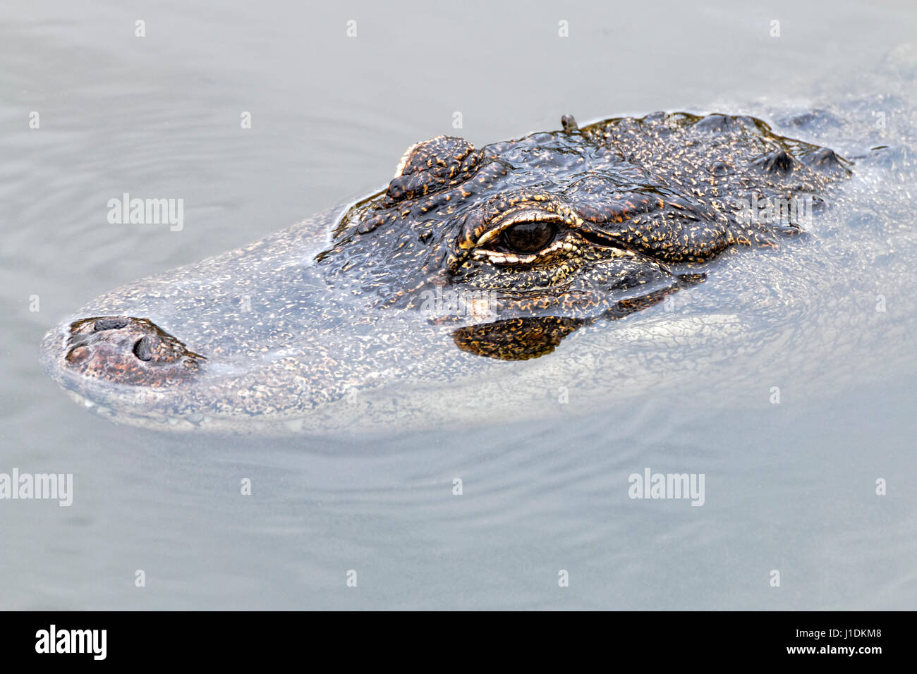 Close-up of an American alligators head, the eyes and tip of his snout are just above the surface of the water.. Stock Photo